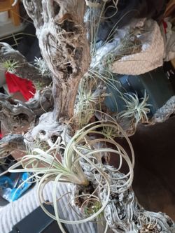 AIR  PLANT  TREE