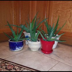Aloe plants$15-$30 Each pot