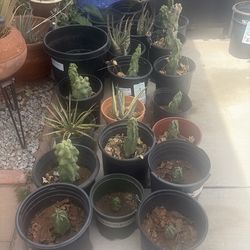 Totem poles/plants/cacti