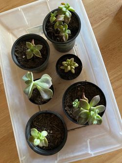 Plants $15 for all