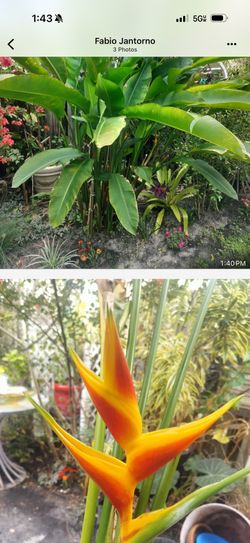 Beautiful tropical outdoor plants