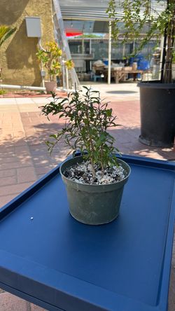 Dwarf pomegranate plant