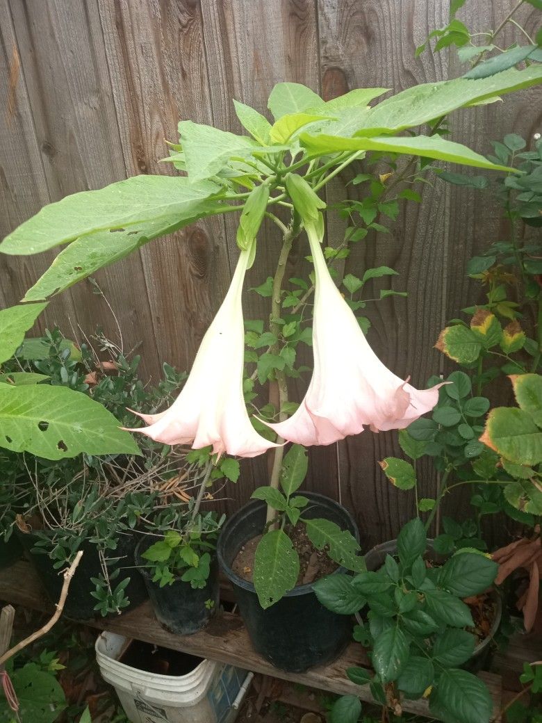 2 plantas de florifundio o trompeta de angel a $15 cada una