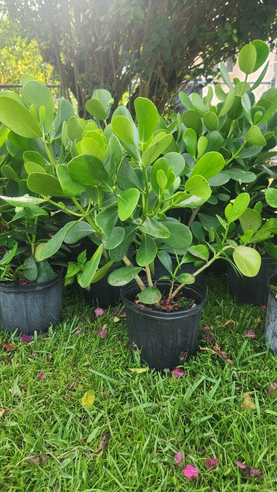 Beautiful Clusias Plants For Privacy!!! Excellent For Hedge!!! About 2 Feet Tall!! Fertilized