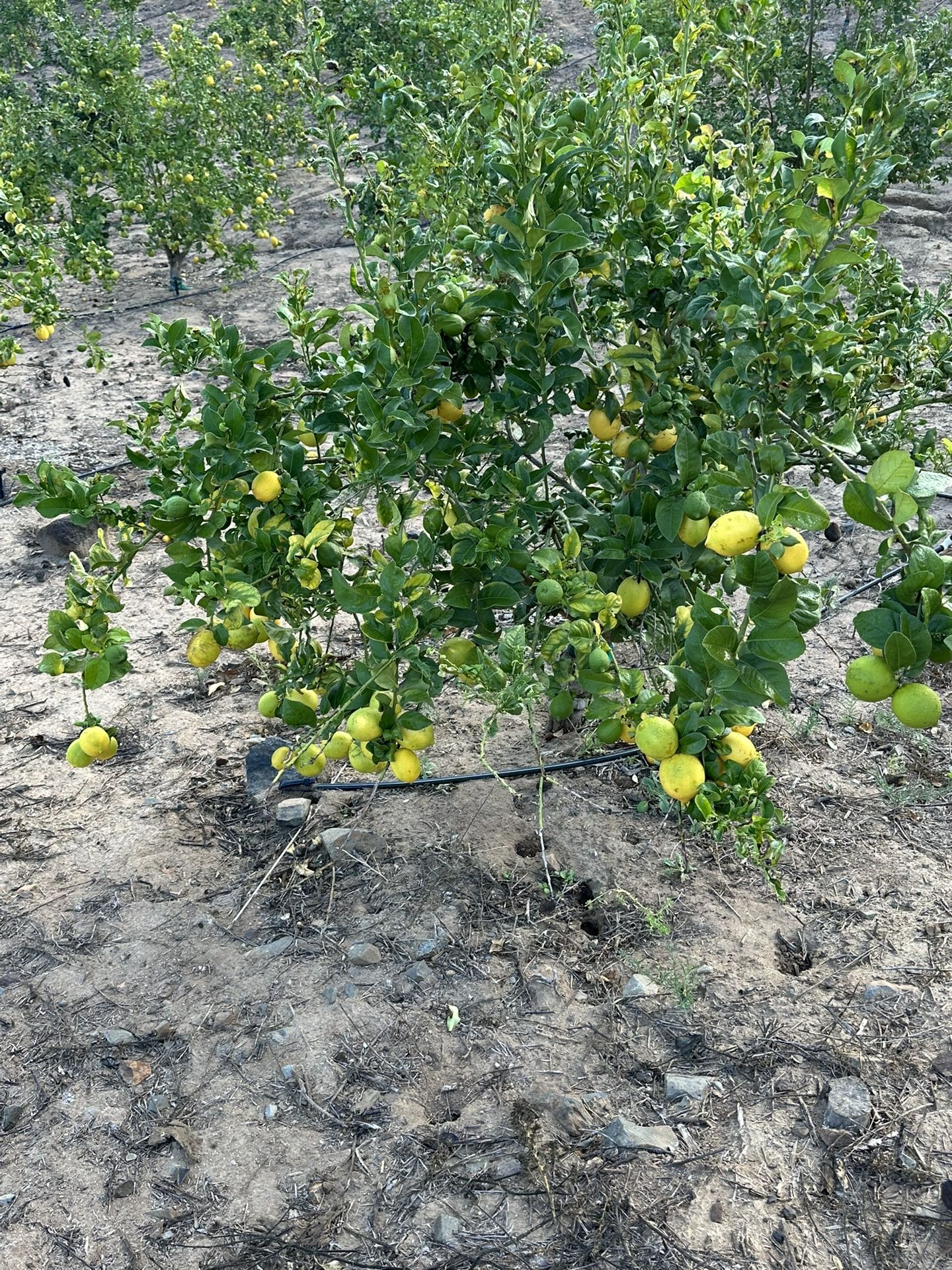 Eureka Lemon 25 The Box Of 40lb