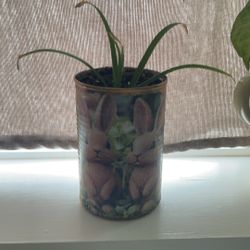Bunny Decor Plant