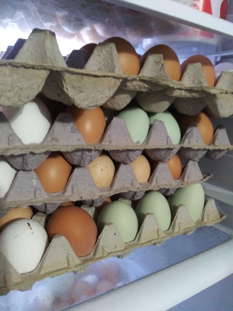 Free range eggs for eating and fertile eggs for hatching