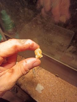 Gold/ crystal