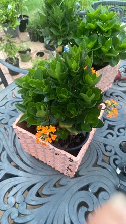 Kalanchoe
