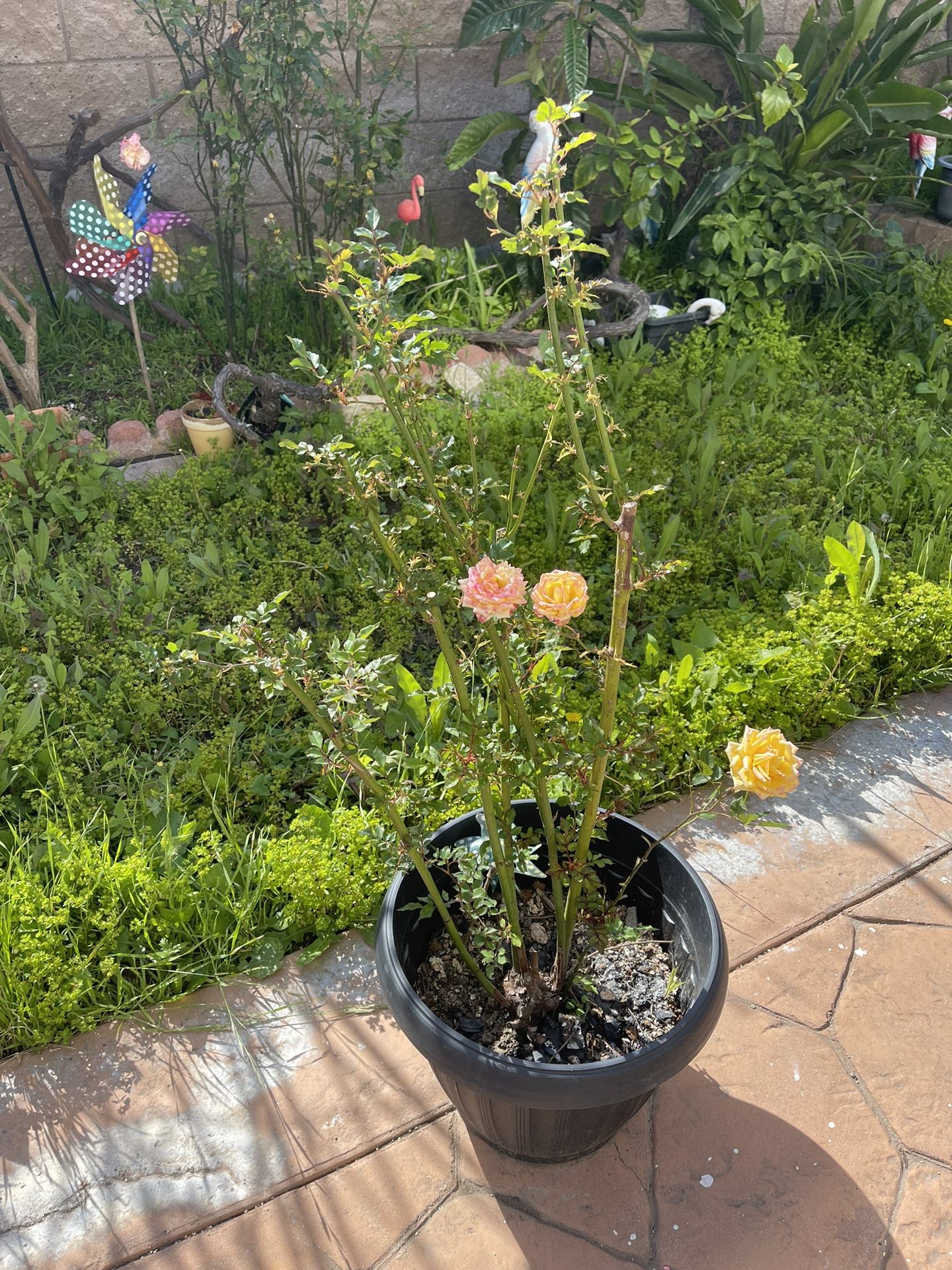 Yellow Tall Roses