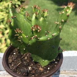 3 Dropping Prickly Pear Cactus Plant - Live - 3.5 inch pot 