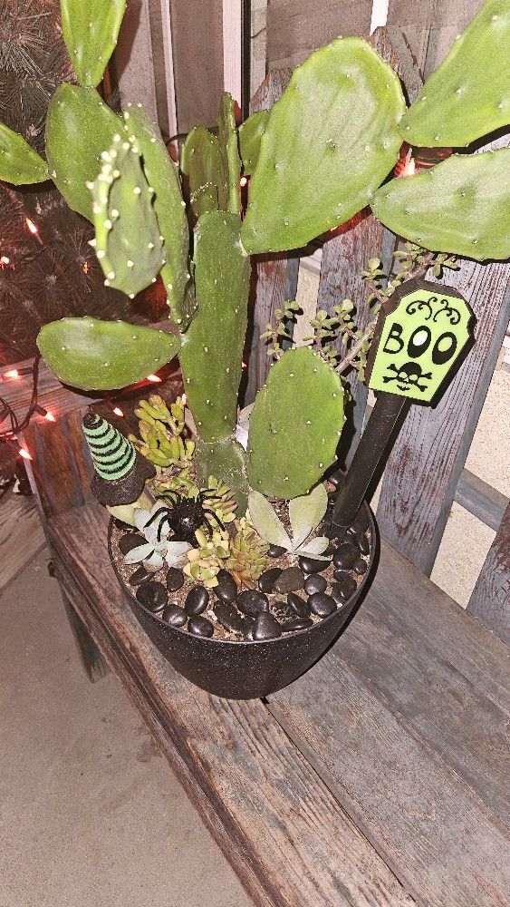 Boo Plants