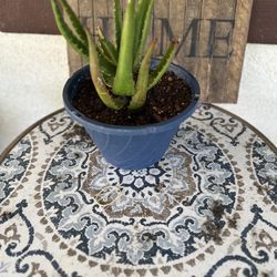 Aloe Vera