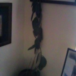 COOL REAL RUBBER TREE PLANT 