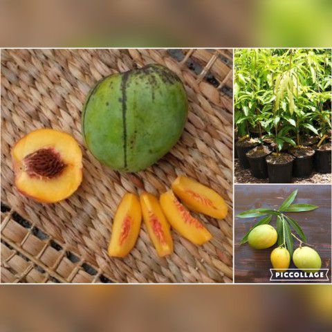 Peach Cobbler Mango Grafted Trees In 3gal Arboles De Mango  Durazno Injertados 3gal 