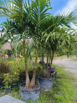 Triple Christmas palm tree 🌴🌴🌴