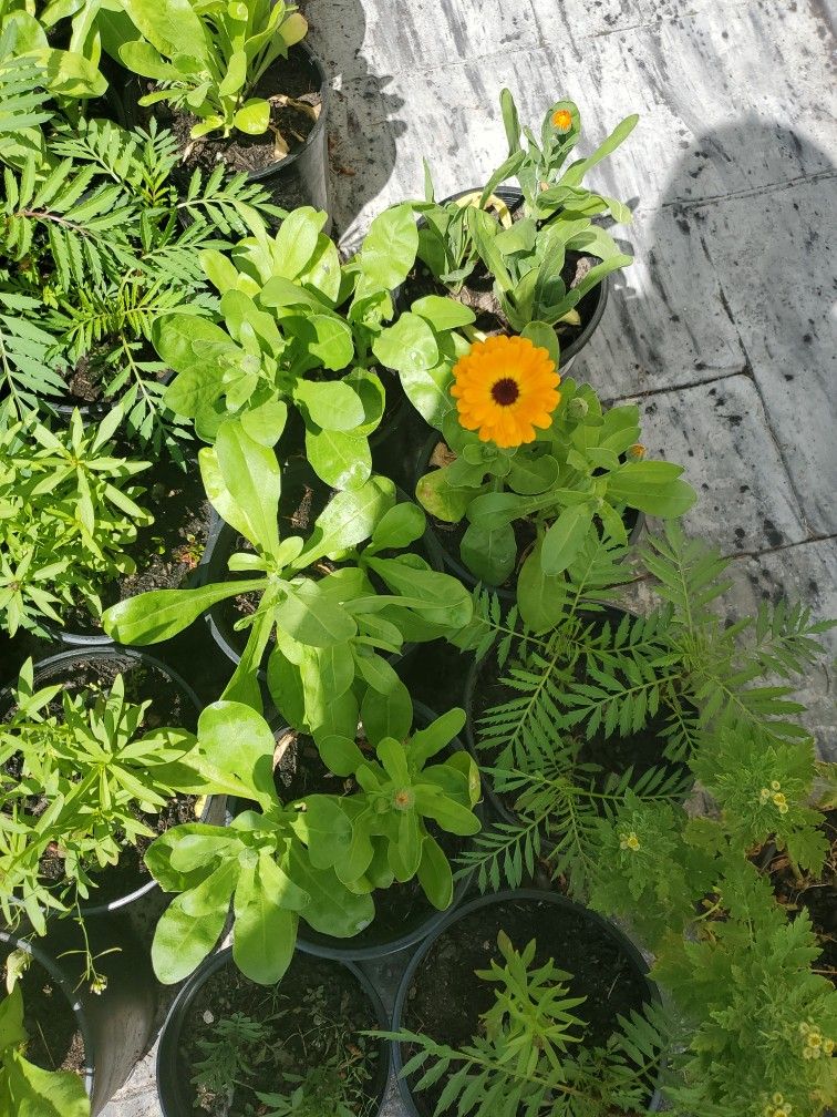 Calendula Plant Each $5