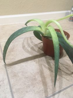 Aloe Plant Needs Good Home ASAP!