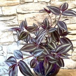 Tradescantia Zebrina, Inch House Plant In Beautiful 5.5"H Pot.