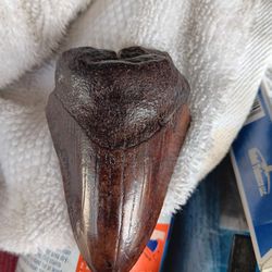 Megadolon  Shark Tooth Fossil 