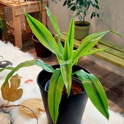 Living Plant 🌱24"H Drecaena 'Kristie' on 11"H Black Planter ::: Indoor