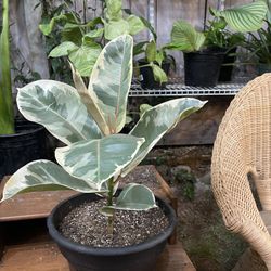 Ficus /rubber Plant 