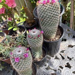 Mamilaria