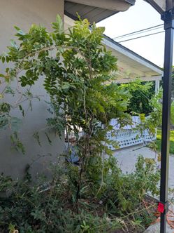 Wisteria plant