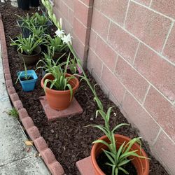 Potted Tuberose Bulb Plants