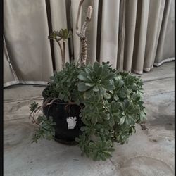 Succulent 