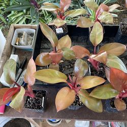 Black Cardinal plants