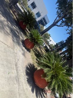 Planters