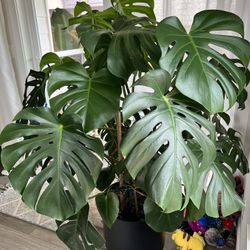 Huge Monstera Plant