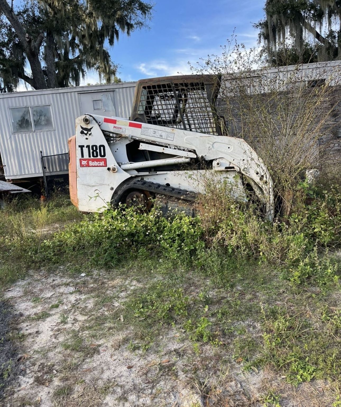 Bobcat