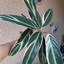 Stromanthe Triostar Plant $18