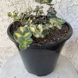 1.5 Gallon Pot Succulent Plant - Sedum Siebold’s Variegated - Hylotelephium Sieboldii - Rooted & Established Plant - Drought Resistant 🪴