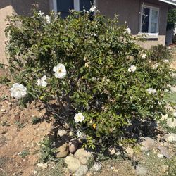 FREE Rose Bush