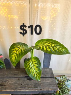 Dieffenbachia