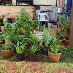 Aloe Plants Large And Small