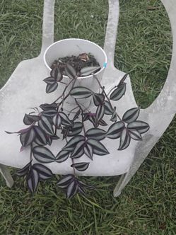 Tradescantia zebrina plant