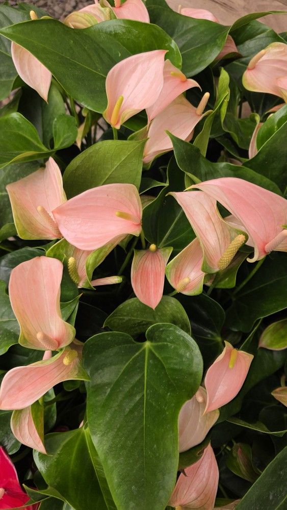 Pink Anthurium Blooming Plant