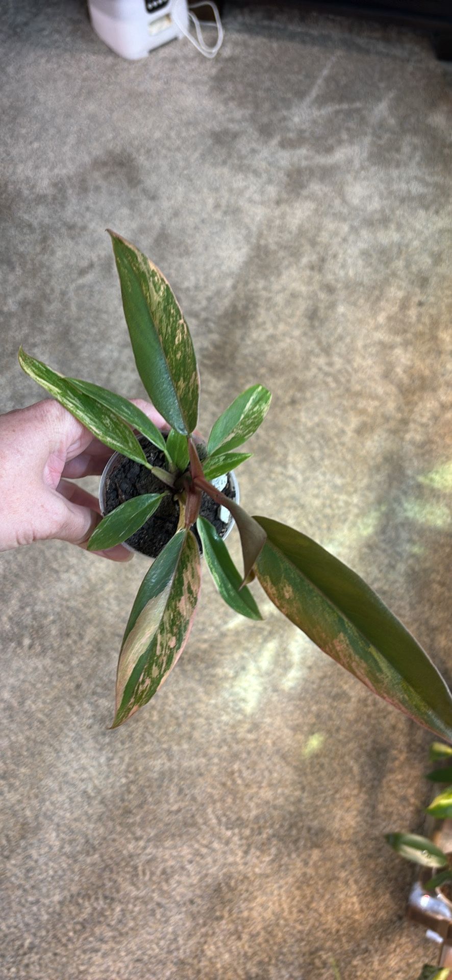 Philodendron Caramel marble