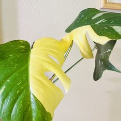 Monstera Thai Constellation Sectoral- Stable Variegation
