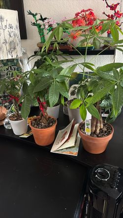 Money Tree Plants (Pachira Aquatica)