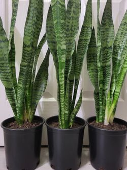 🌿Healthy Live Air Purifying Houseplant Mother In Law Tongue Or Snake Plant 29"-32"Tall In Pot 7" ~ Easy To Grow ~ $20/Ea