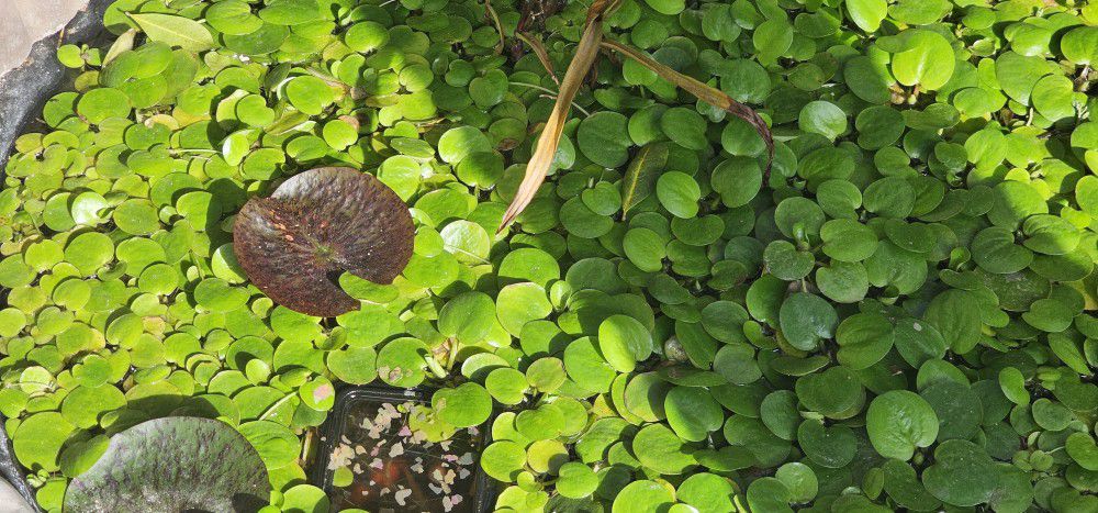 Floating Plants - Frogbit