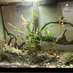 50 Gallon Fish Tank