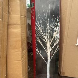 Birch Trees