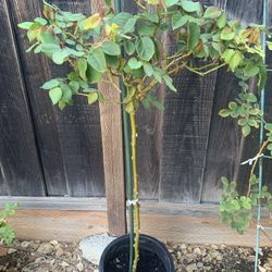 Olivia Tree Rose In 5 Gallon Pot