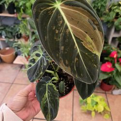 Variegated Philodendron Melanochrysum
4"